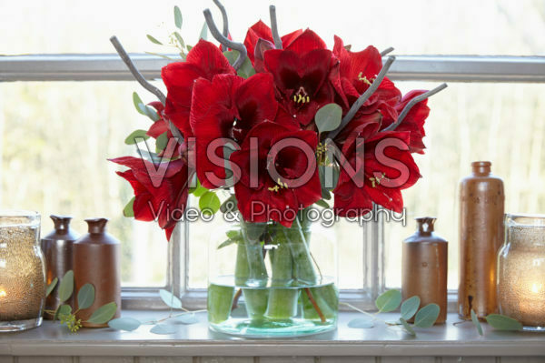 Hippeastrum Royal Velvet ® Hippeastrum Royal Velvet ®