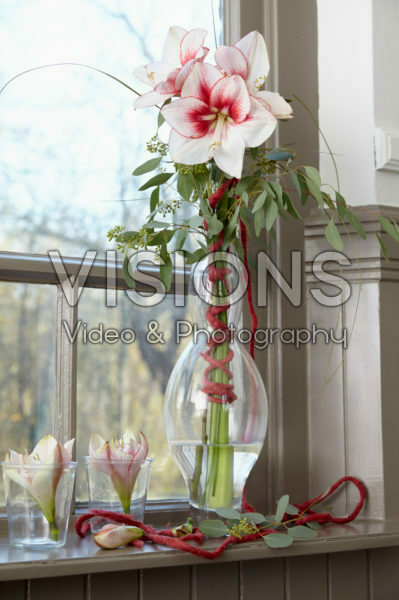 Hippeastrum Charisma Hippeastrum Charisma