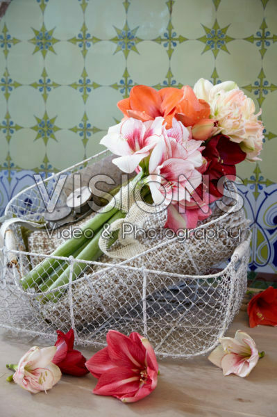 Hippeastrum mix Hippeastrum mix