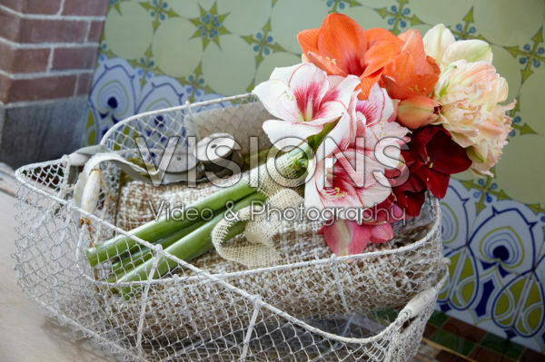 Hippeastrum mix Hippeastrum mix
