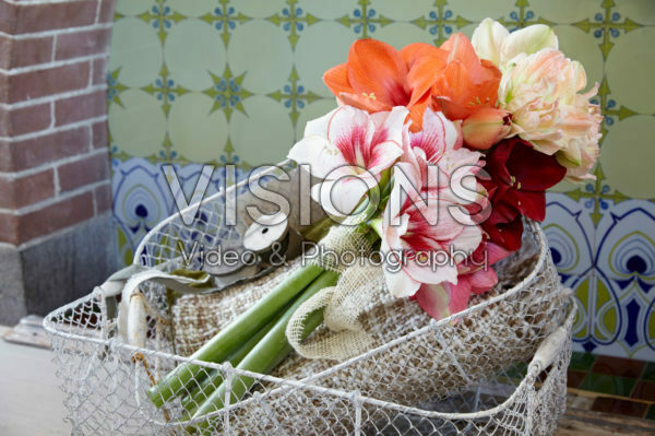 Hippeastrum mix Hippeastrum mix