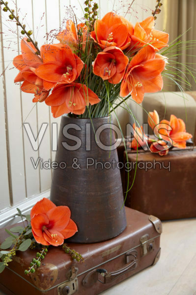 Hippeastrum Naranja ® Hippeastrum Naranja ®