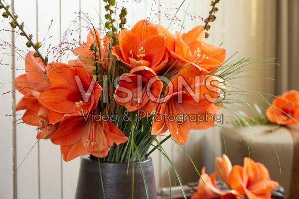 Hippeastrum Naranja ® Hippeastrum Naranja ®
