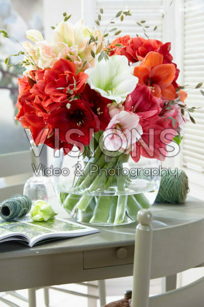 Hippeastrum mix Hippeastrum mix