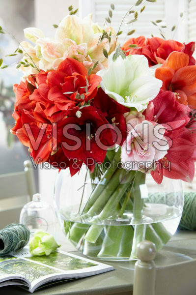 Hippeastrum mix Hippeastrum mix