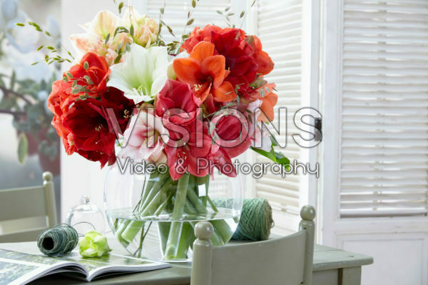 Hippeastrum mix Hippeastrum mix