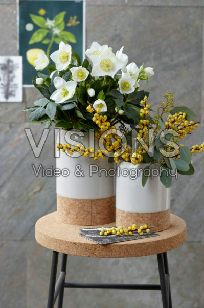 Ilex, Helleborus niger Ilex, Helleborus niger