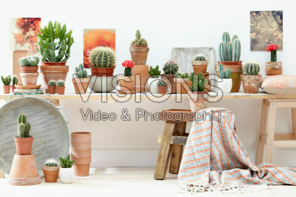 Cactus collection Cactus collection