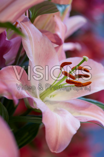 Lilium Alonso Lilium Alonso