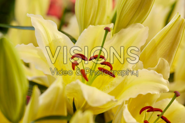 Lilium Galapagos Lilium Galapagos