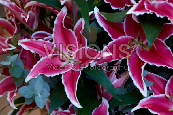 Lilium Sharida Lilium Sharida