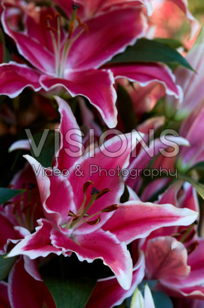 Lilium Sharida Lilium Sharida