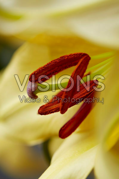 Lilium Eldoret Lilium Eldoret