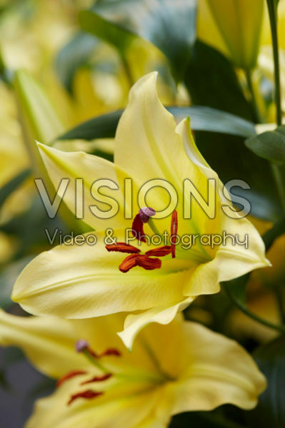 Lilium Belville Lilium Belville