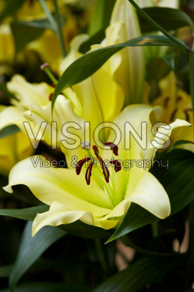 Lilium Belville Lilium Belville