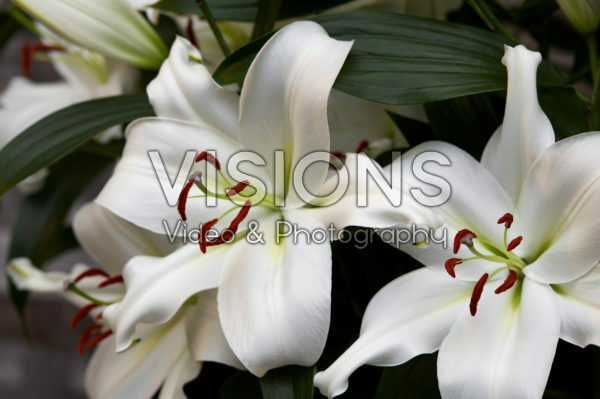 Lilium Zambesi Lilium Zambesi
