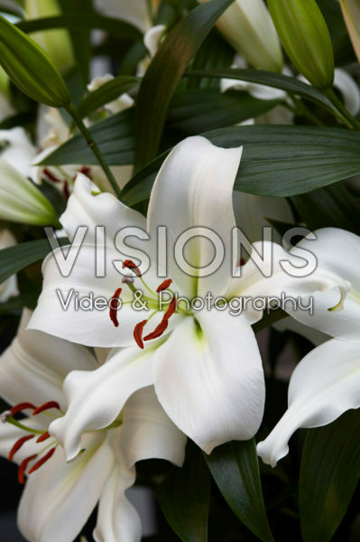 Lilium Zambesi Lilium Zambesi