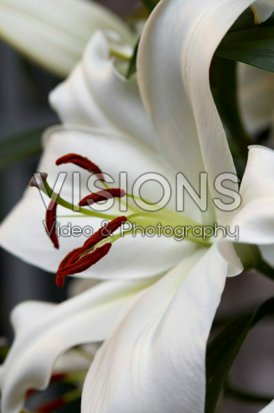Lilium Zambesi Lilium Zambesi