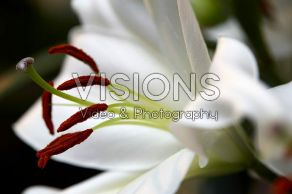 Lilium Zambesi Lilium Zambesi