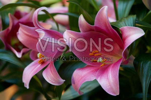 Lilium Dancing Lady Lilium Dancing Lady
