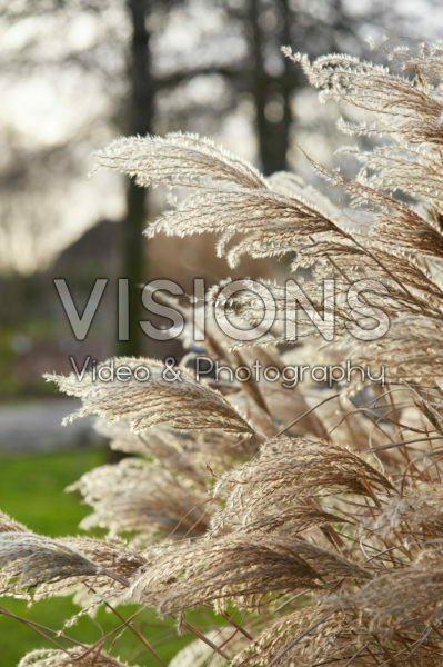 Miscanthus sinensis Red Chief Miscanthus sinensis Red Chief