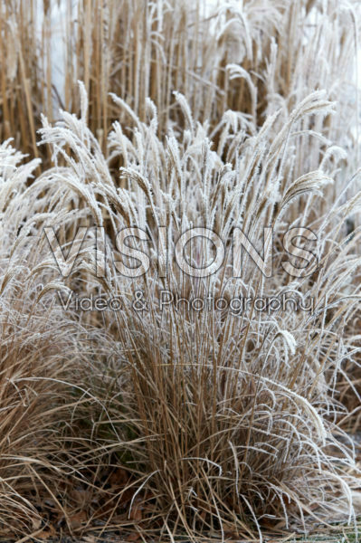 Miscanthus sinensis Ibiza Miscanthus sinensis Ibiza