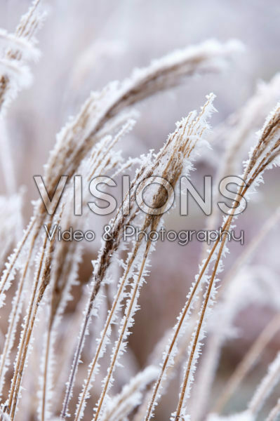 Miscanthus sinensis Ibiza Miscanthus sinensis Ibiza