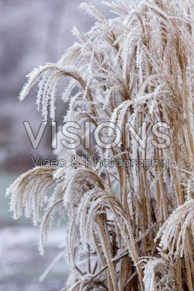 Miscanthus sinensis Cute One Miscanthus sinensis Cute One