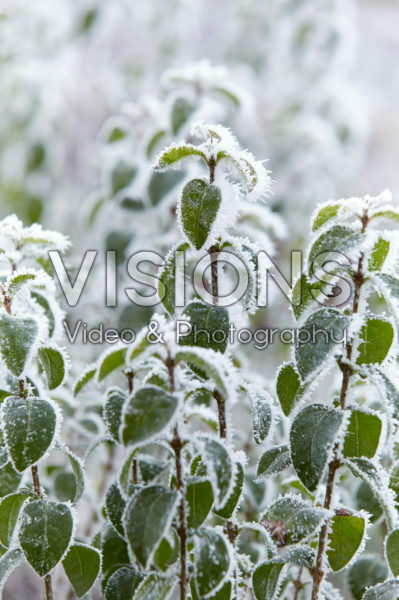 Ligustrum ovalifolium Green Diamond Ligustrum ovalifolium Green Diamond
