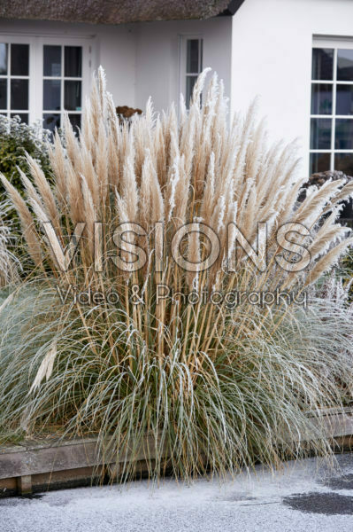 Cortaderia selloana Cortaderia selloana