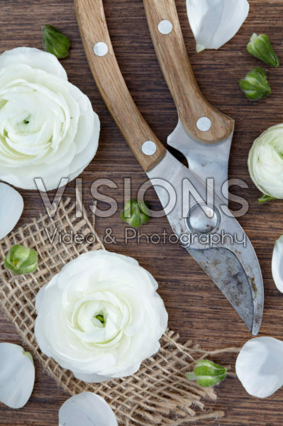 Ranunculus white Ranunculus white
