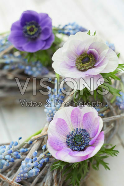 Anemone Marianne, Muscari Anemone Marianne, Muscari