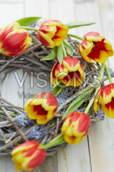 Tulipa Denmark, Muscari Tulipa Denmark, Muscari