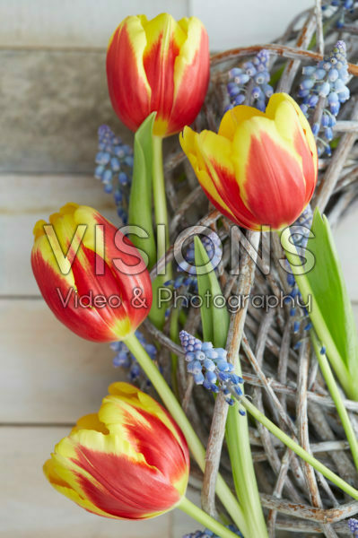 Tulipa Denmark, Muscari Tulipa Denmark, Muscari