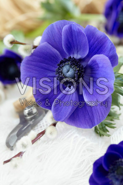 Anemone Mistral Blue Anemone Mistral Blue