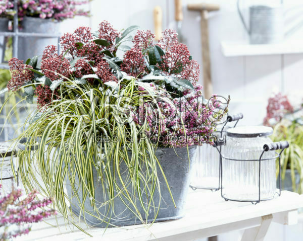 Carex EverColor® Everoro Carex EverColor® Everoro