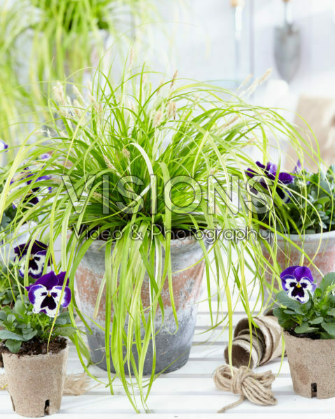Carex EverColor® Everillo
Carex EverColor® Everillo