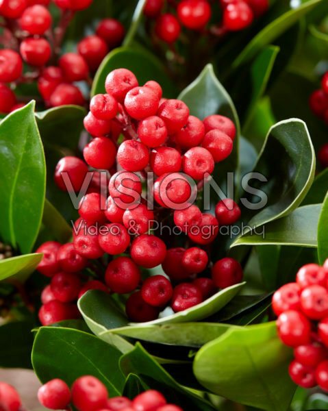 Skimmia japonica Obsession ® Skimmia japonica Obsession ®