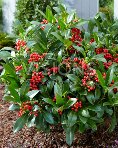 Skimmia japonica Sensation ® Skimmia japonica Sensation ®