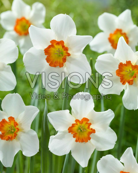 Narcissus June Allyson Narcissus June Allyson