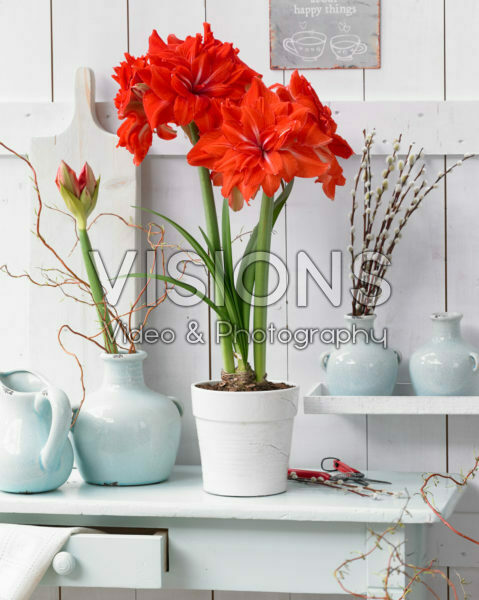 Hippeastrum Double Circus Hippeastrum Double Circus