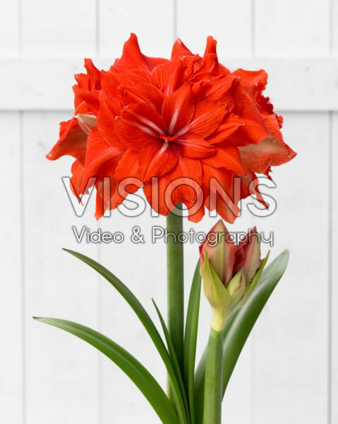 Hippeastrum Double Circus Hippeastrum Double Circus