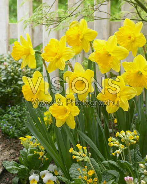 Narcissus Gigantic Star Narcissus Gigantic Star