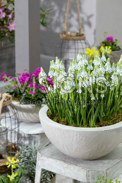 Muscari Manon® Muscari Manon®