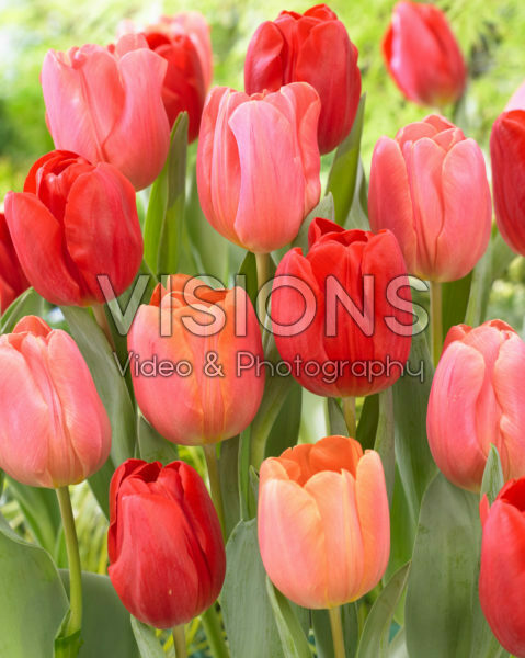 Tulipa Jimmy mix Tulipa Jimmy mix