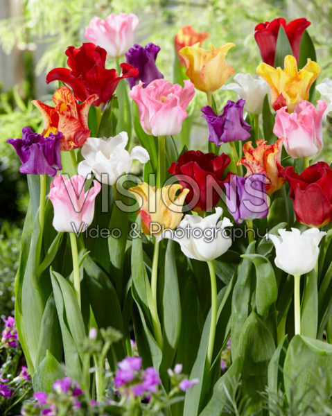 Tulipa Picture mix Tulipa Picture mix
