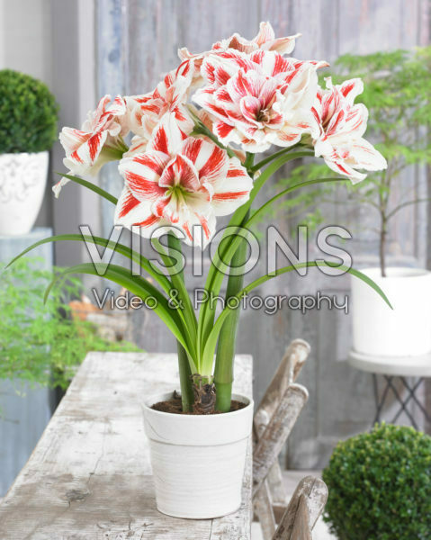 Hippeastrum Bright Nymph Hippeastrum Bright Nymph