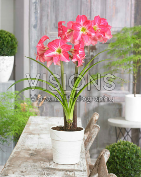 Hippeastrum Neon Hippeastrum Neon