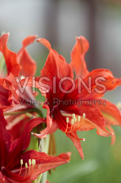 Hippeastrum Bogota Hippeastrum Bogota