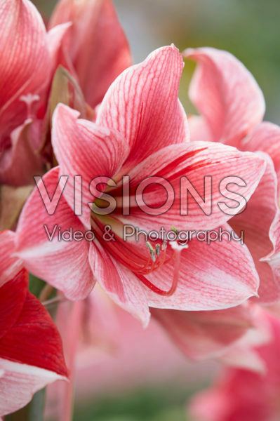 Hippeastrum Gervase Hippeastrum Gervase